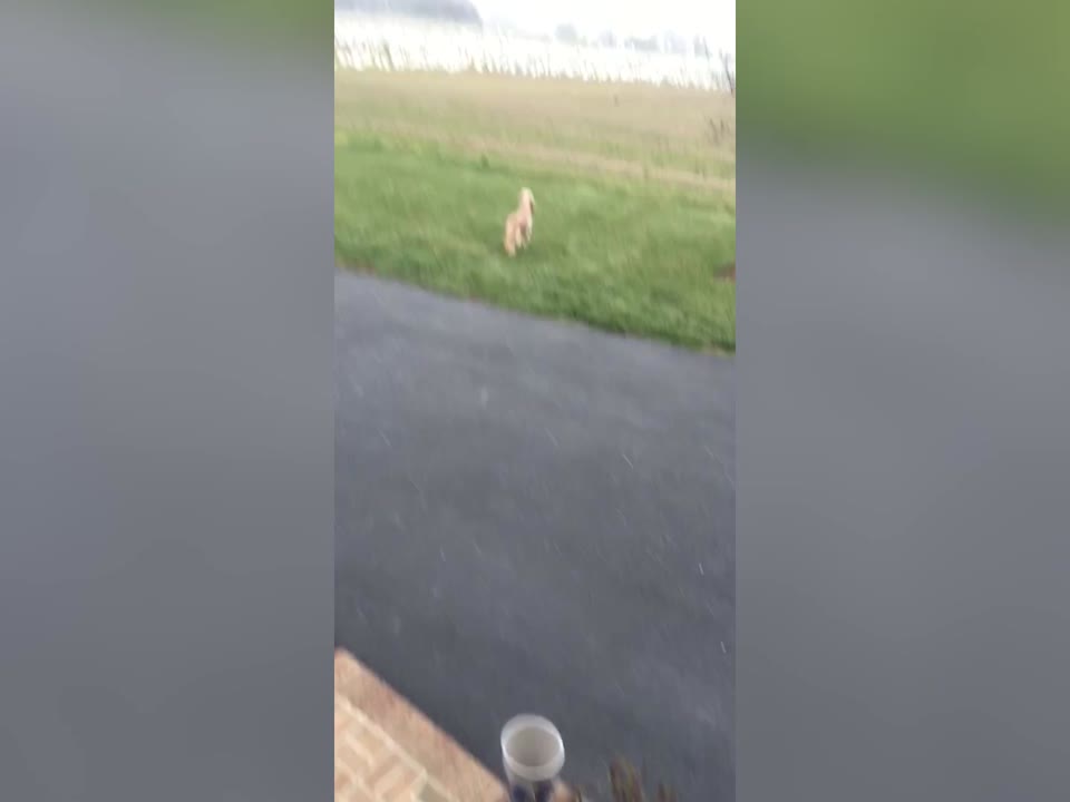 Good Dog Protects Home from Geese