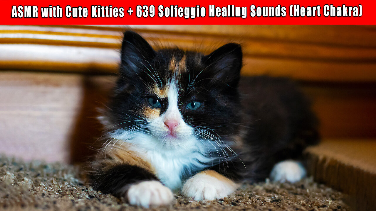 Cute Kitties and Heart Chakra Activation - 639 Solfeggio Tones and Sacred Sounds - HEALING