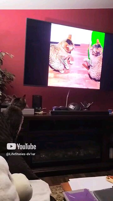Caught in the Act! 😁🤣 Caught my cat watching himself on YouTube! Mowgli loves watching TV