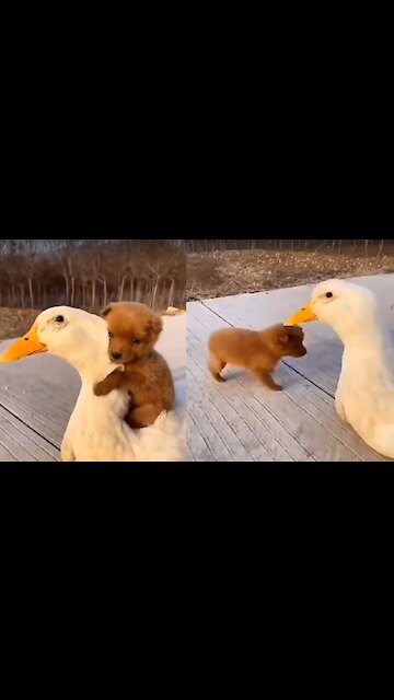 Puppy And Duck Love Each Other | Cute Animal Friendships