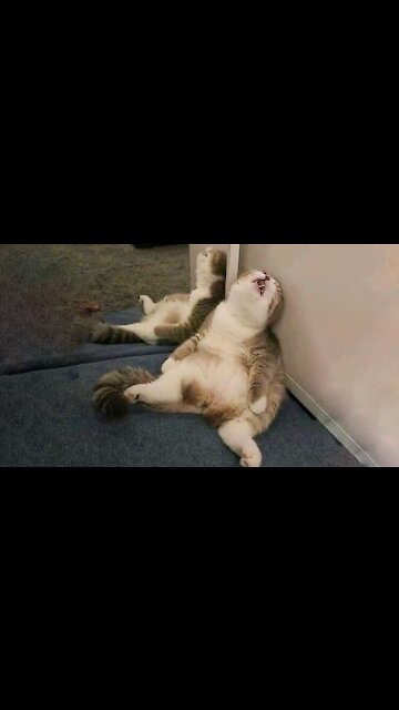 Lovely Cat | black cat | cats | funny cats | funny cat videos