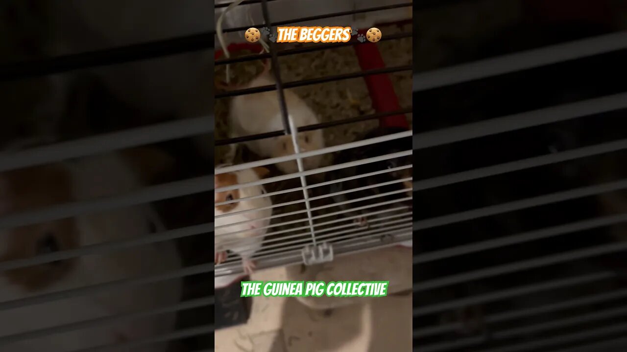 🍪🐾The Beggers🐾🍪 The Guinea Pig Collective #guineapigshorts #guineapigs #guineapigseating