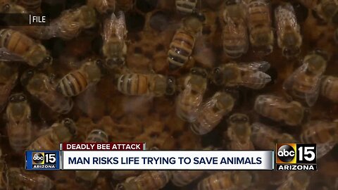 San Tan Valley man recalls scary moments trying to save dogs from swarm of bees