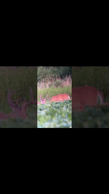 Spotted A Big One! #whitetail #scouting #bowhunting