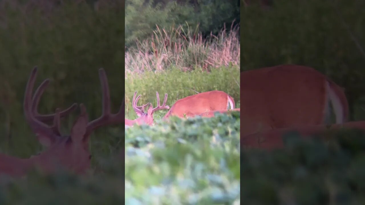 Spotted A Big One! #whitetail #scouting #bowhunting