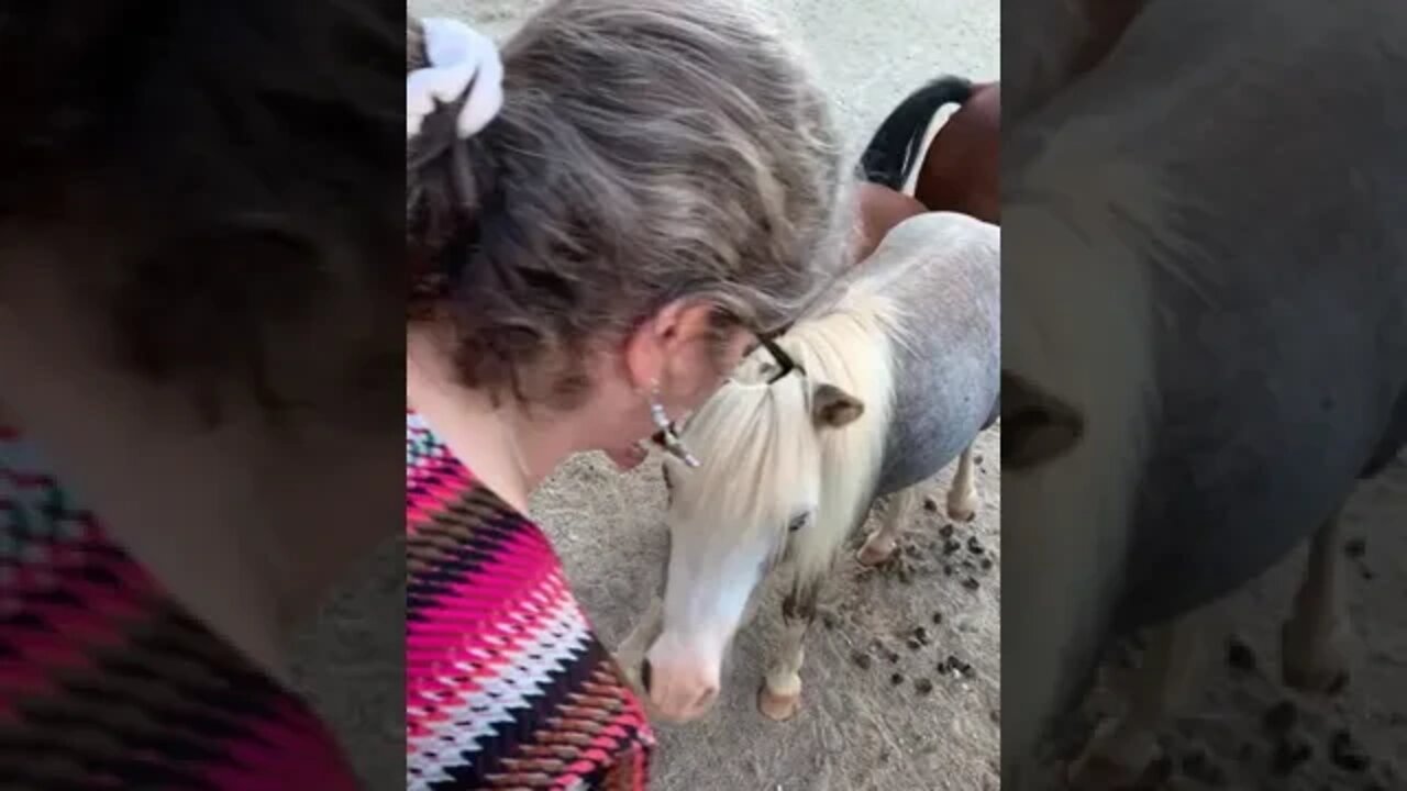 Holistic Bug Spray for the Donkeys at Hooved Animal Rescue & Protection Society