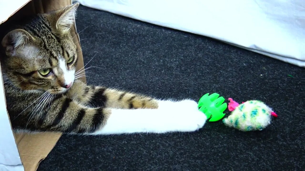 Kitten Stretches His Paws to Catch the Ball