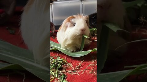 Guinea pigs eating fresh corn leaves 🍃