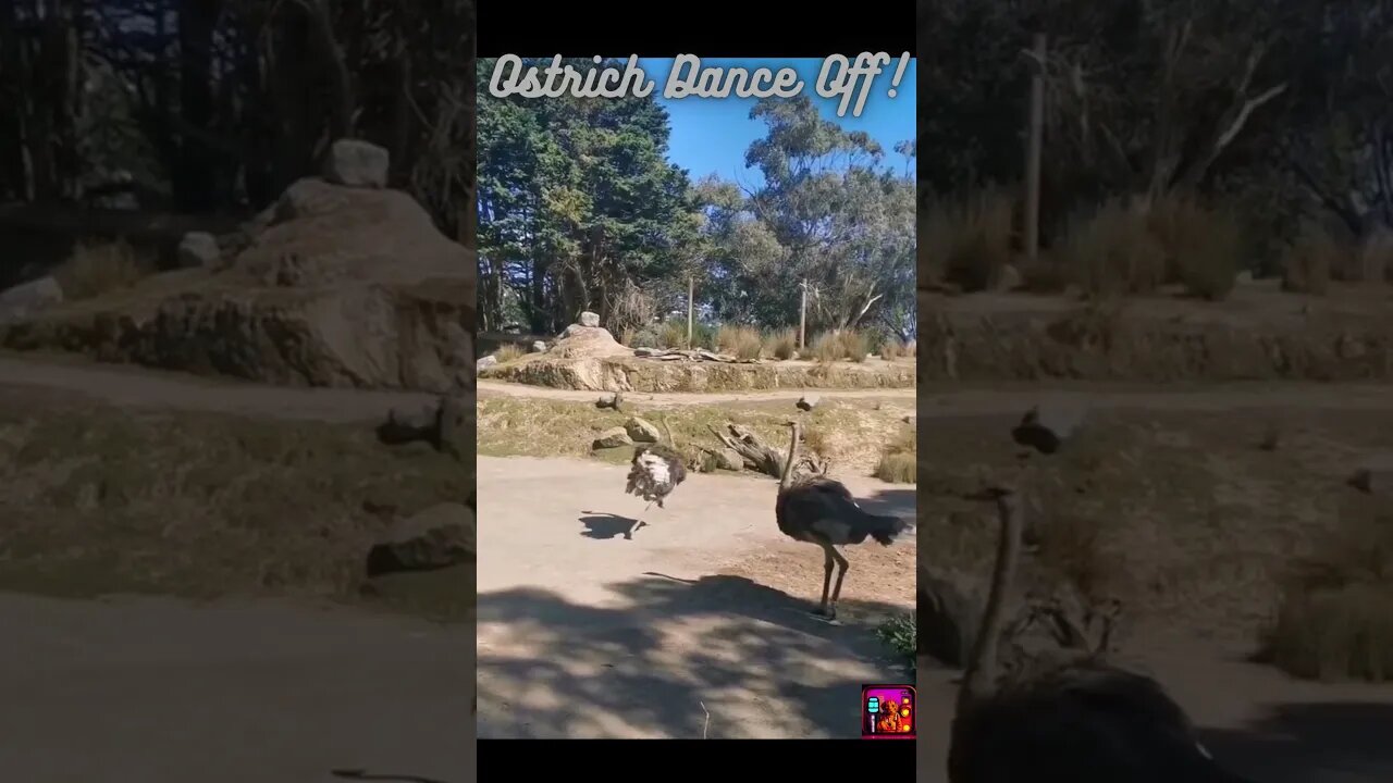 Ostriches Unleashed: Hilarious Dance-Off Madness!