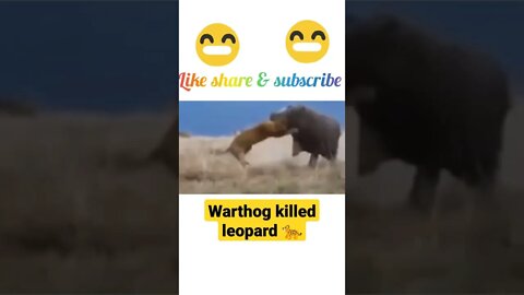 warthog killed to leopard 🐆#shorts #youtubeshorts