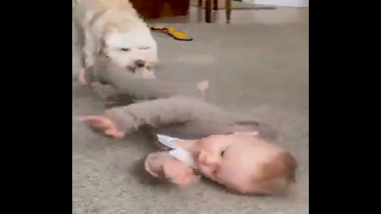 Babies and Dogs Are Very Best Friends