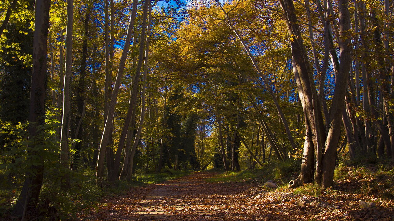 2 Hours of Forest Sounds: Meditation Ambient, Relax Ambient, Studying Ambient, Sleep Ambient