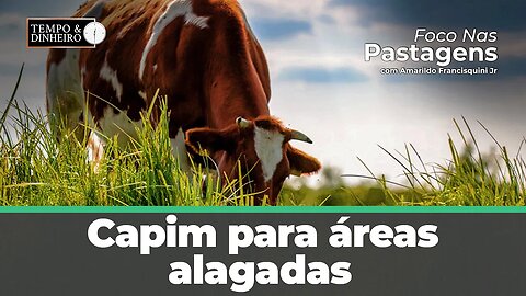 Capim para áreas alagadas. Veja as dicas com Foco nas Pastagens