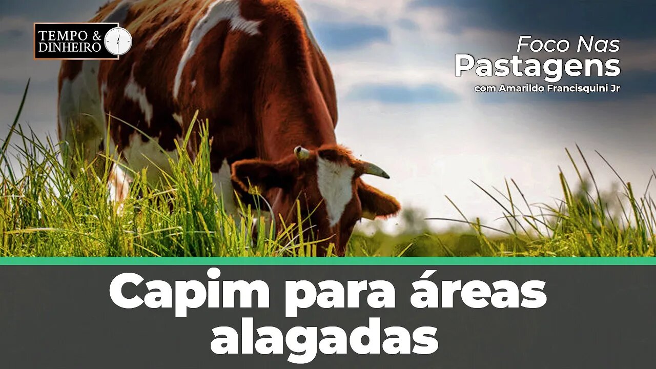 Capim para áreas alagadas. Veja as dicas com Foco nas Pastagens