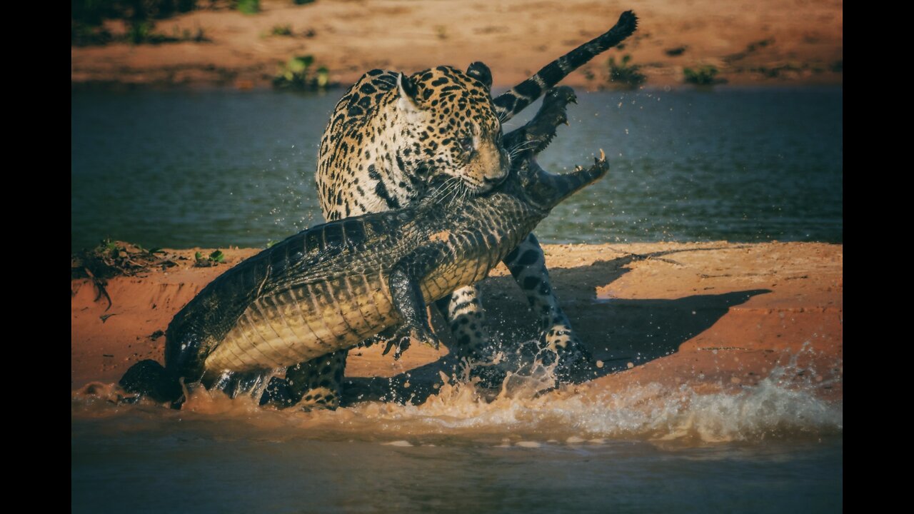 JAGUAR VS CROCODILE _Jaguars hunts crocodiles