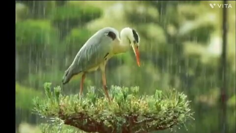 calm your mind by listening birds chirping