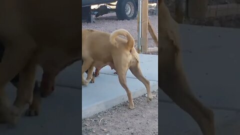 Baby Bear (puppy) wrestles with his brothers...