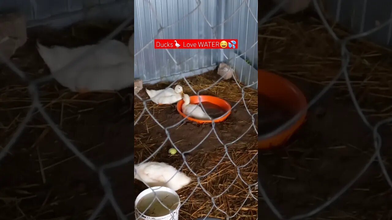 Ducklings Are Enthusiastic Waterfowl😄💦|#shorts #short #shortvideo #shortsvideo #shortsfeed #farming