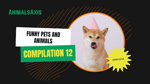 Funny Pets And Animals Compilation 12