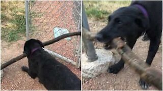 Cane riesce a far passare un tronco dalla porta