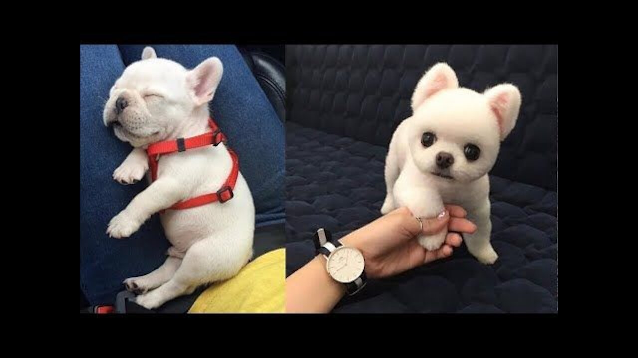 Baby Pets - Cute and Funny Pets Videos Compilation #shorts