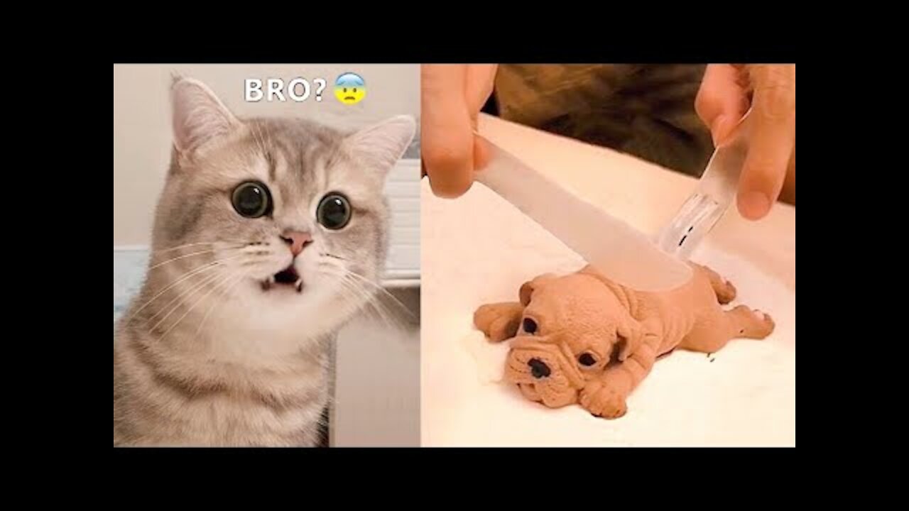 Funniest Animals - Best Of The 2021 Funny Animal Videos #8