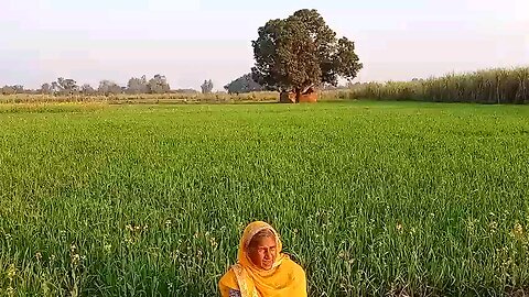 pyar me kimat nhi dekhi jati