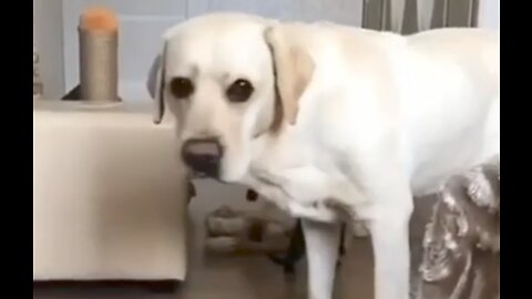 Funny animals video 🤣