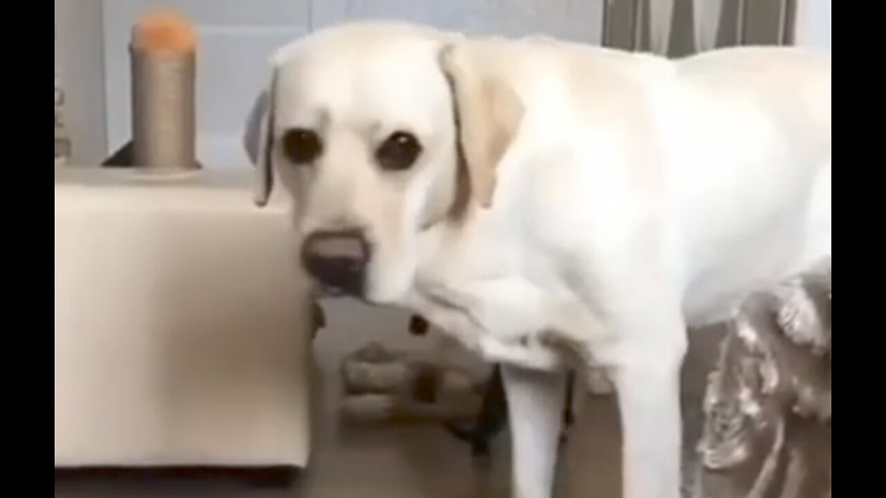 Funny animals video 🤣