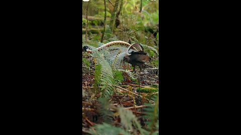 Forest Bridge: A Path Through Nature