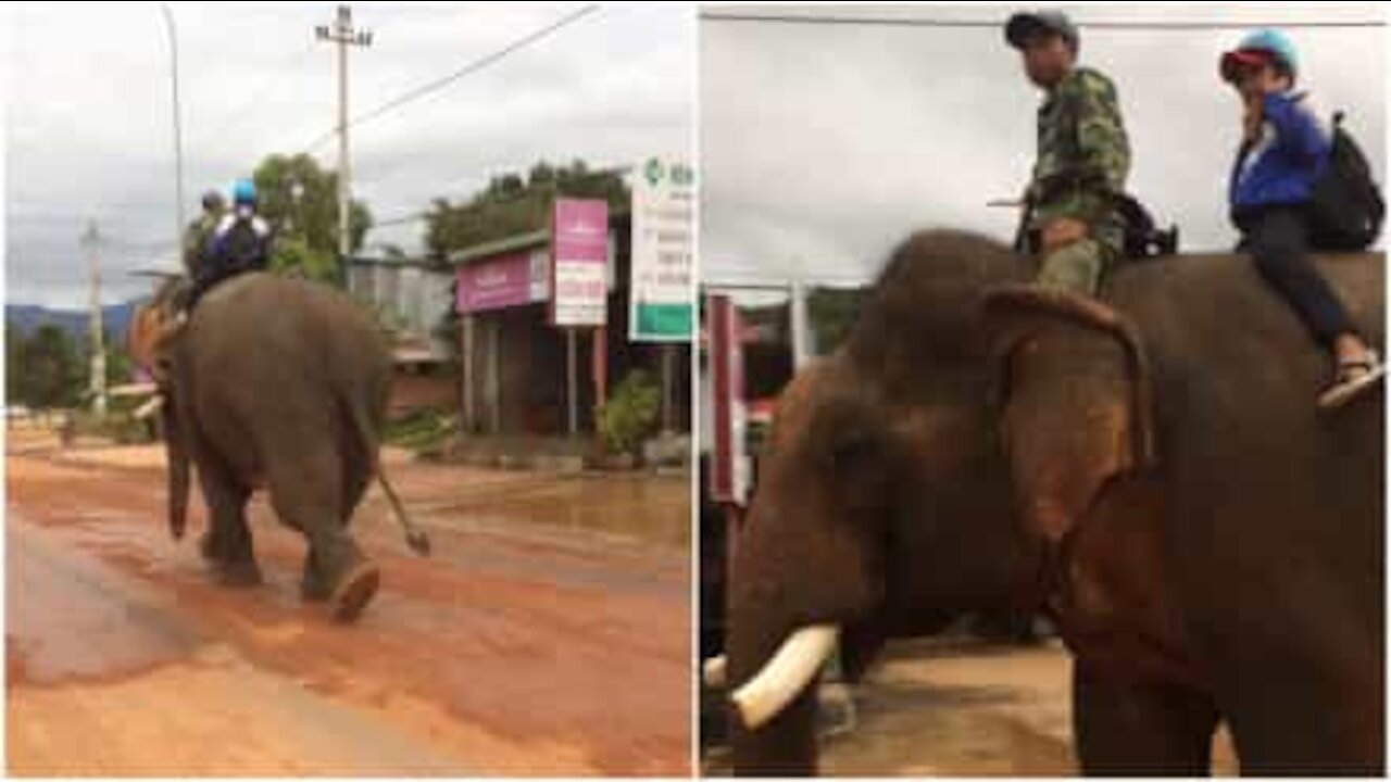 In Vietnam si va a scuola a dorso di un elefante