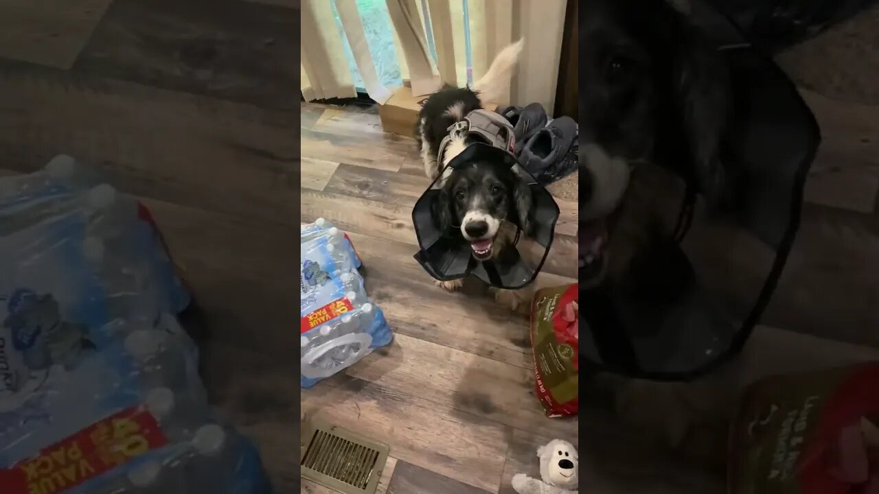 Doggy Gets New Toy! 🧸
