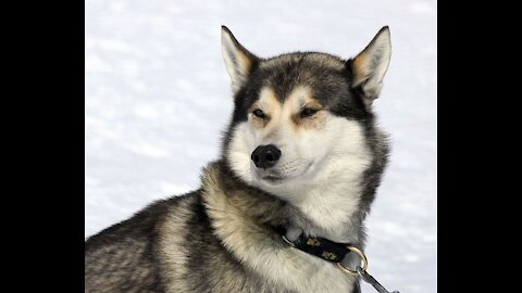 Snow dogs.... 🐶