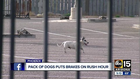 Group of dogs dodge cars, stop traffic on Interstate 17