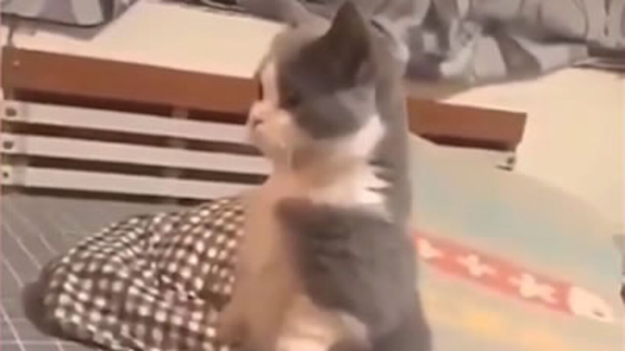 Standing funny cat