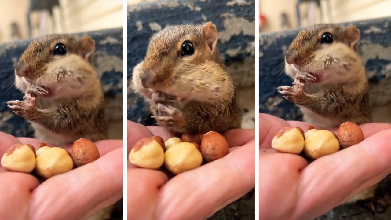 My Squishy enjoy eating snacks in morning