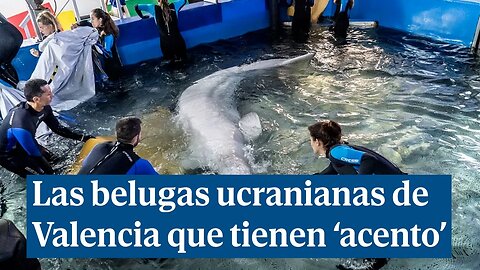 El peculiar 'acento' de las belugas que huyeron de la guerra de Ucrania para vivir en Valencia