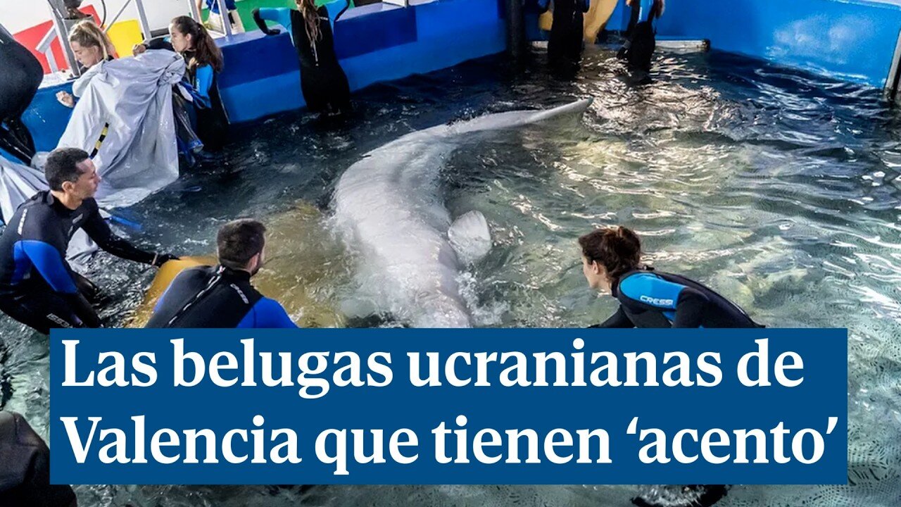El peculiar 'acento' de las belugas que huyeron de la guerra de Ucrania para vivir en Valencia