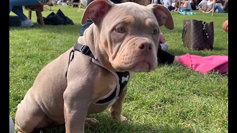Dog Spotting - Sunny - English x American bulldog. The most beautiful 14 week old that ever did be!
