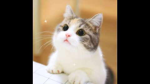 cute cat