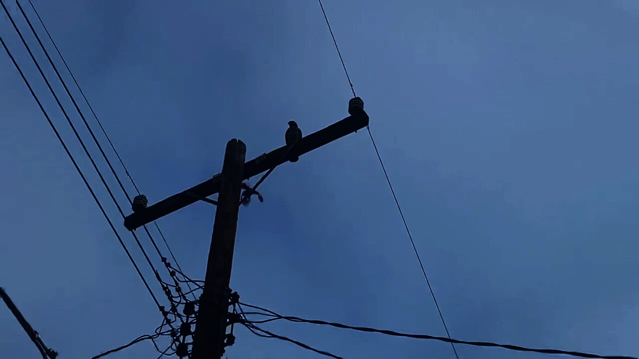 Cat Bird and Hawk play all day like this