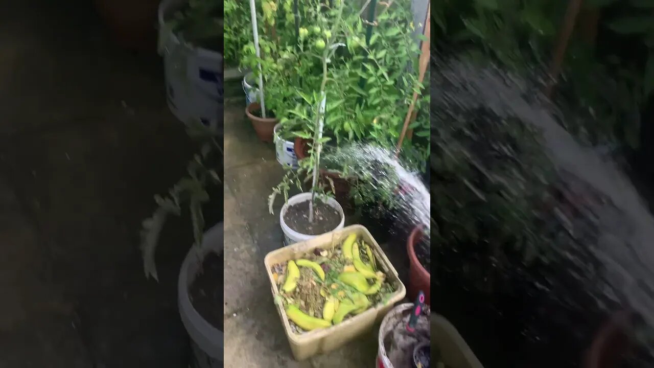 How we do gardening in London-watering my garden