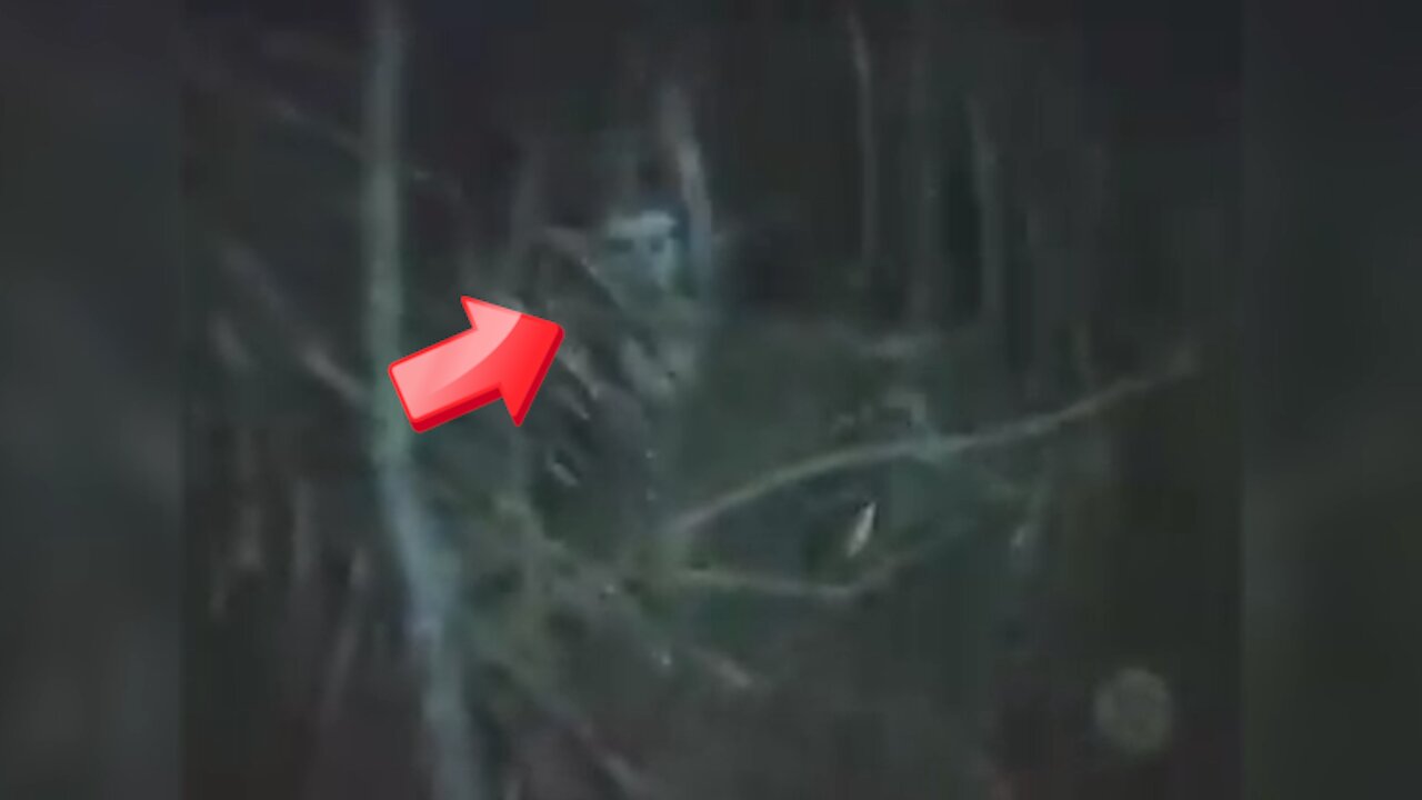 There is someone in the dark woods! Aliens or [space]