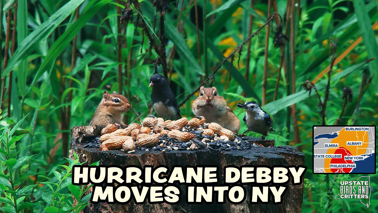 Upstate Birds And Critters: Ep 343 — 080924 Hurricane Debby Remnants Come To Upstate New York