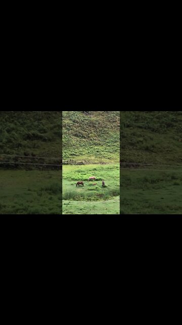 Guard dog patrolling property