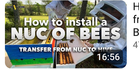 How to transfer bees from Nuc to Hive | Beginner beekeeper tutorial [How to install a nuc of bees]