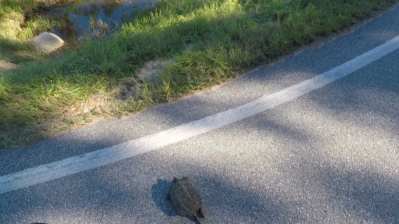 Biker Walking a Snapping Turtle Across the Road