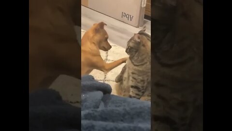 POKEY DOG POISE FO FIGHT WITH A CAT...#SHORTS