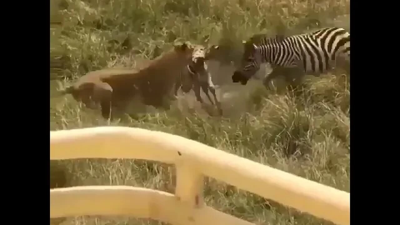 zebra saving its baby from a lioness#relaxing #love #lion #short #viral#nature #travel #animals#cat