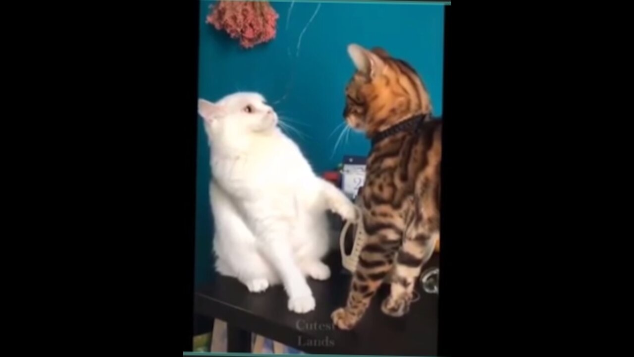 Two Cat"s Are Fighting Everytime I Think They Love To Fight (CUTE VIDEO)🐈️🐈️❤️